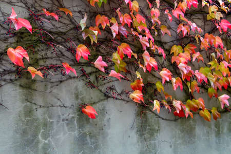 Vintage style street light with grape vine in autumn. Selective focusの写真素材