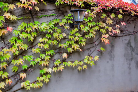 Vintage style street light with grape vine in autumn. Selective focus