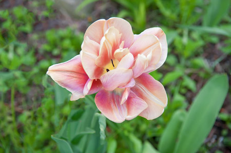 Background blooming tulip bud flower on a green field. Selective focus