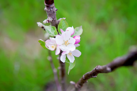Blooming apple branch at spring garden. Selective focus