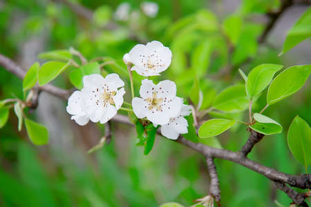 Flowering branch of pear. Blooming spring garden. Selective focusの写真素材