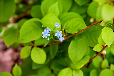 Forget me not flowers in spring sunny day, shallow focus. Selective focus