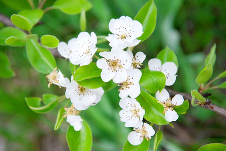 Flowering branch of pear. Blooming spring garden. Selective focusの写真素材