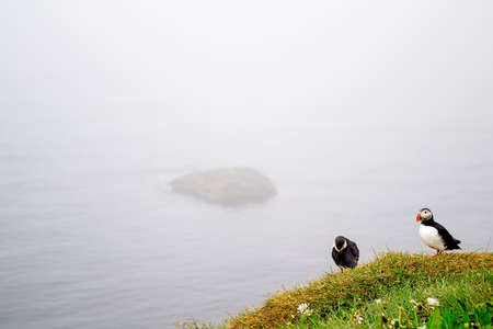 Atlantic puffins (Fratercula arctica) in fog, in their natural habitat and breeding groundの写真素材