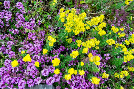 Summer meadow with wild flowers