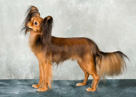 Russian toy terrier on white backgroundの写真素材