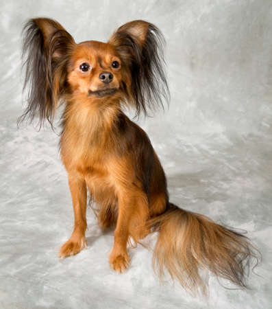 Russian toy terrier on white backgroundの写真素材