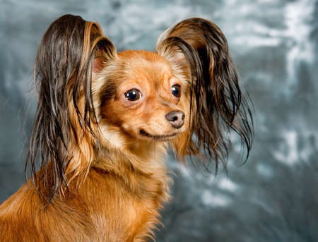 Russian toy terrier on grey backgroundの写真素材