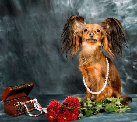 Russian toy terrier on grey backgroundの写真素材
