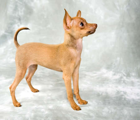 Russian toy terrier puppy on grey backgroundの写真素材
