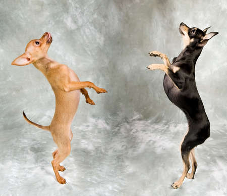 Russian toy terrier, two adorable little puppies standing togetherの写真素材