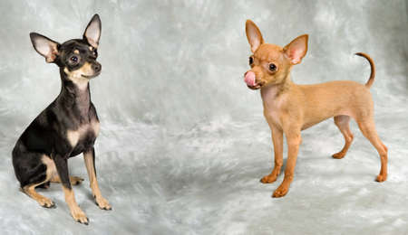 Russian toy terrier, two adorable little puppies standing togetherの写真素材