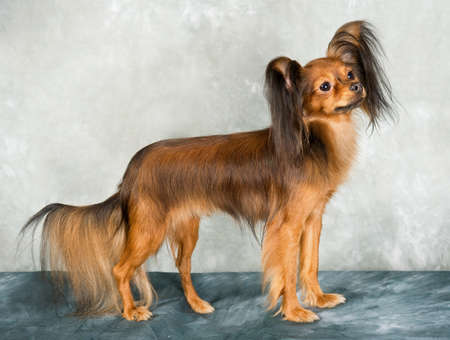Russian toy terrier on grey backgroundの写真素材