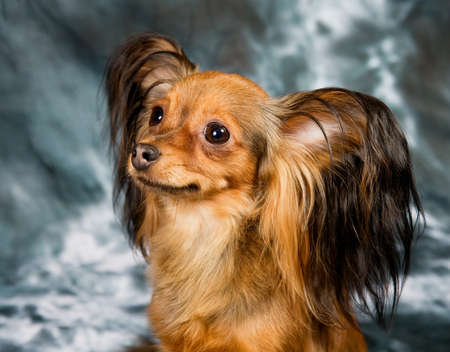 Russian toy terrier on grey backgroundの写真素材