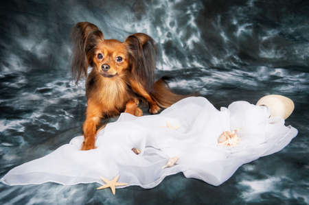 Russian toy terrier on grey backgroundの写真素材