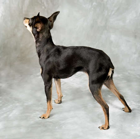 Russian toy terrier puppy on grey backgroundの写真素材