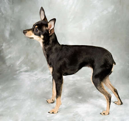 Russian toy terrier puppy on grey backgroundの写真素材