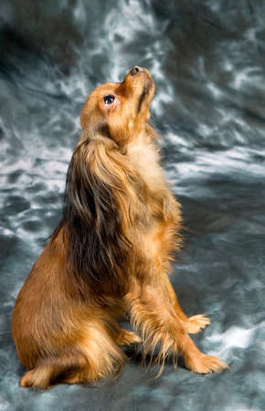 Russian toy terrier on grey backgroundの写真素材