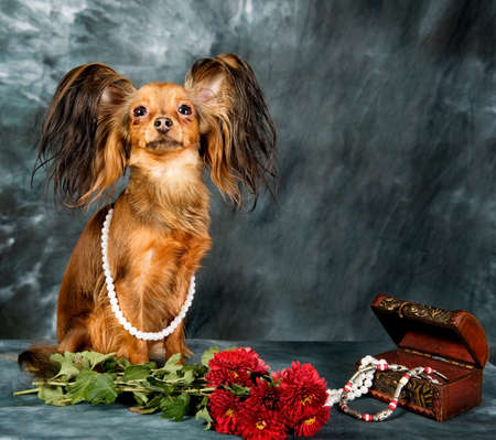 Russian toy terrier on grey backgroundの写真素材