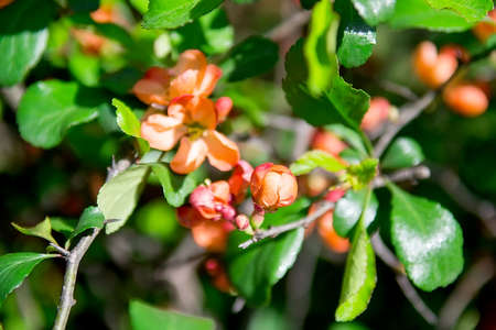 Nature floral background. Flowering quince. Flowers of Japanese pear. Selective focusの写真素材