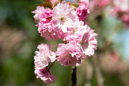 Soft focus Cherry Blossom or Sakura flower on nature backgroundの写真素材