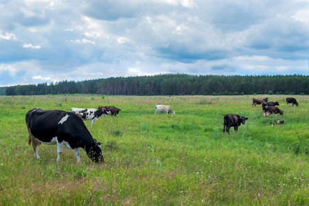 Cows grazing on a green summer meadow. Selective focusの写真素材