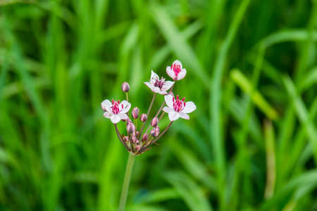 Wildflower blooming in summer meadow. Selective focusの写真素材