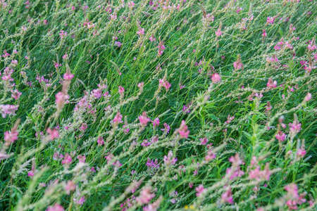 Wildflowers blooming in summer meadow. Selective focusの写真素材