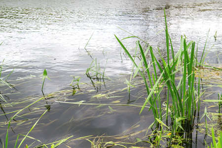 River water background with green plants, nature. Selective focusの写真素材