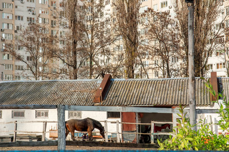 Horse at the fence and the stables in the backの写真素材