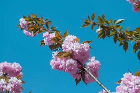 Soft focus Cherry Blossom or Sakura flower on nature background