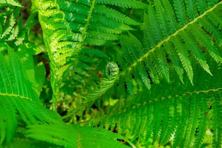 Beautiful ferns leaves green foliage nature. Floral fern background. Selective focusの写真素材