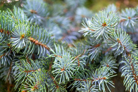 Branches of colorado blue spruce. Selective focusの写真素材
