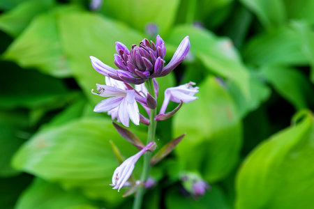 Perennial hosta flower with decorative bicolor leaves and purple flowers on a flowerbed in a summer...