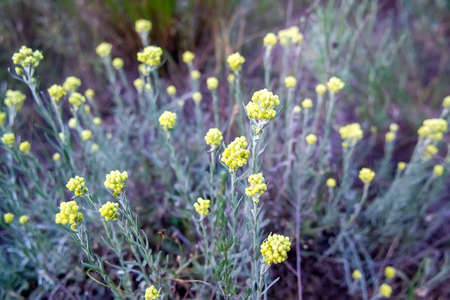 Yellow flowers of Helichrysum arenarium (dwarf everlast, immortelle) growing in the field. Selective focusの写真素材