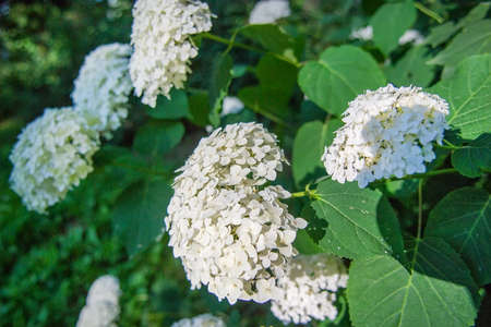 Blooming cultivar hydrangea (Hydrangea paniculata) in the summer garden. Selective focusの写真素材