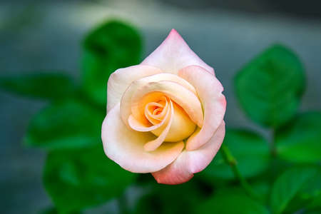 Beautiful red climbing roses in the garden. Selective focusの写真素材