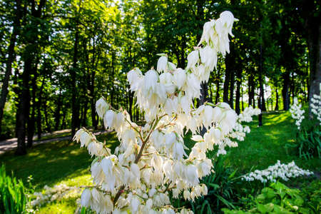 Blooming Yucca Filamentosa plant in the garden. Selective focusの写真素材