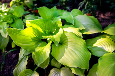 Beautiful Hosta in garden. Hosta - an ornamental plant for landscaping design. Selective focusの写真素材