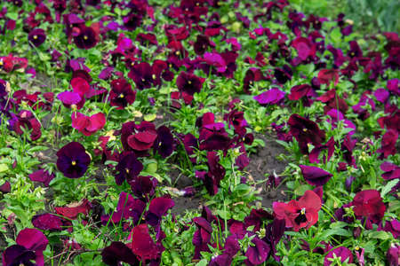 Beautiful bright pansies in flowering season. colorful decoration of blooming flowersの写真素材