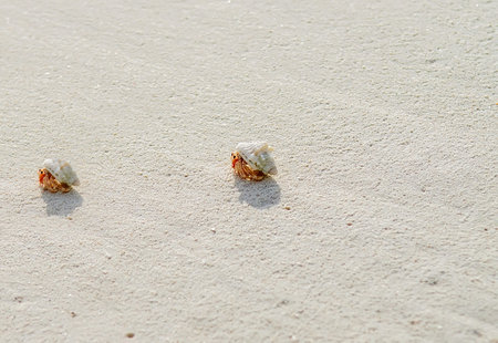 Hermit Crab Maldives Beach Selective Focus