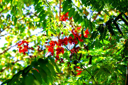 Delonix Regia Flame Tree Selective Focus