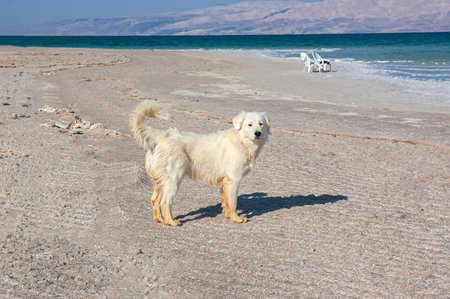 White dog stands on rocky Dead Sea shore with people relaxing in background and view of opposite...