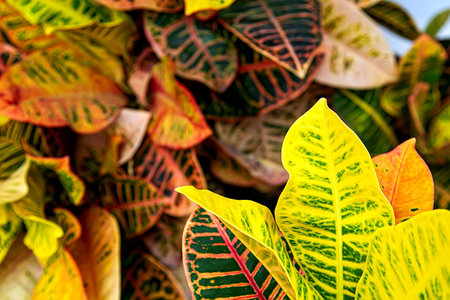 Macro shot of vibrant multicolored croton plant leaves with yellow, orange, red and green variegated...