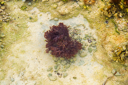 Close-up of shallow Caribbean sea edge in Dominican Republic showing vibrant purple-red soft coral...
