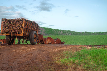 Dominican Republic, La Romana - 08 Jun 2021: Team of brown oxen yoked to wooden cart filled with...