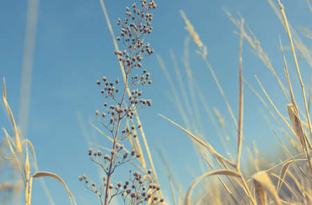 Grassの写真素材