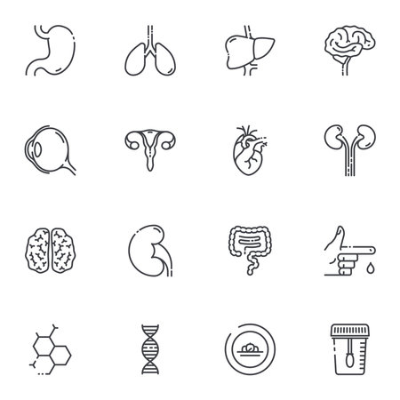 Set of vector Healthcare and medical line icons isolated on white transparent background. Internal organ symbolsのイラスト素材