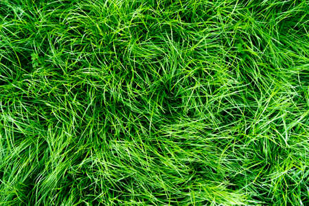 The texture of the green lawn in the park. Fresh turf for football. View from above.Flat layの写真素材