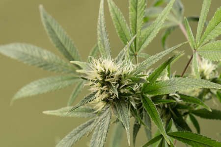 Cannabis. Bush marijuana on blurred green background. Isolated. Culture, medicine and hemp products, ecology, green leaves. Horizontal photo. Front view.の写真素材